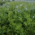 四季草花120杯国庆菊、姫小菊、蓝雪花、柳叶马鞭草