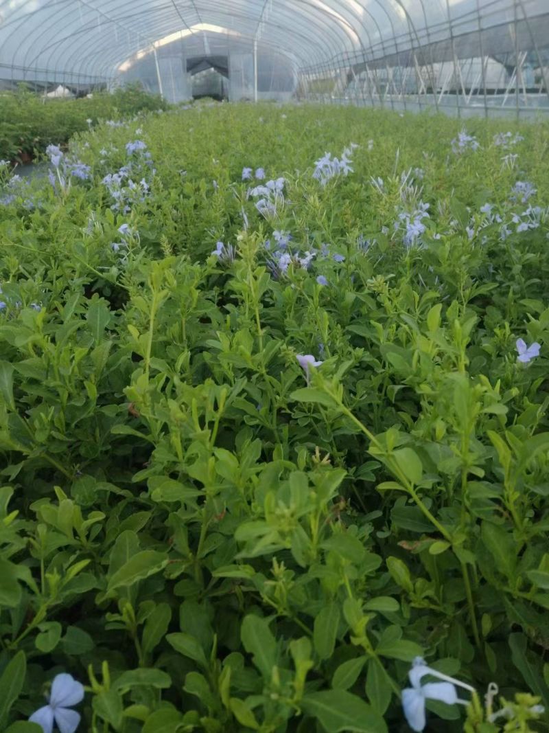 四季草花120杯国庆菊、姫小菊、蓝雪花、柳叶马鞭草