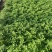四季草花120杯国庆菊、姫小菊、蓝雪花、柳叶马鞭草