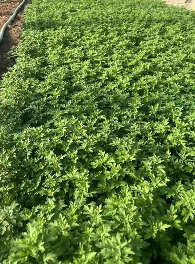 四季草花120杯国庆菊、姫小菊、蓝雪花、柳叶马鞭草