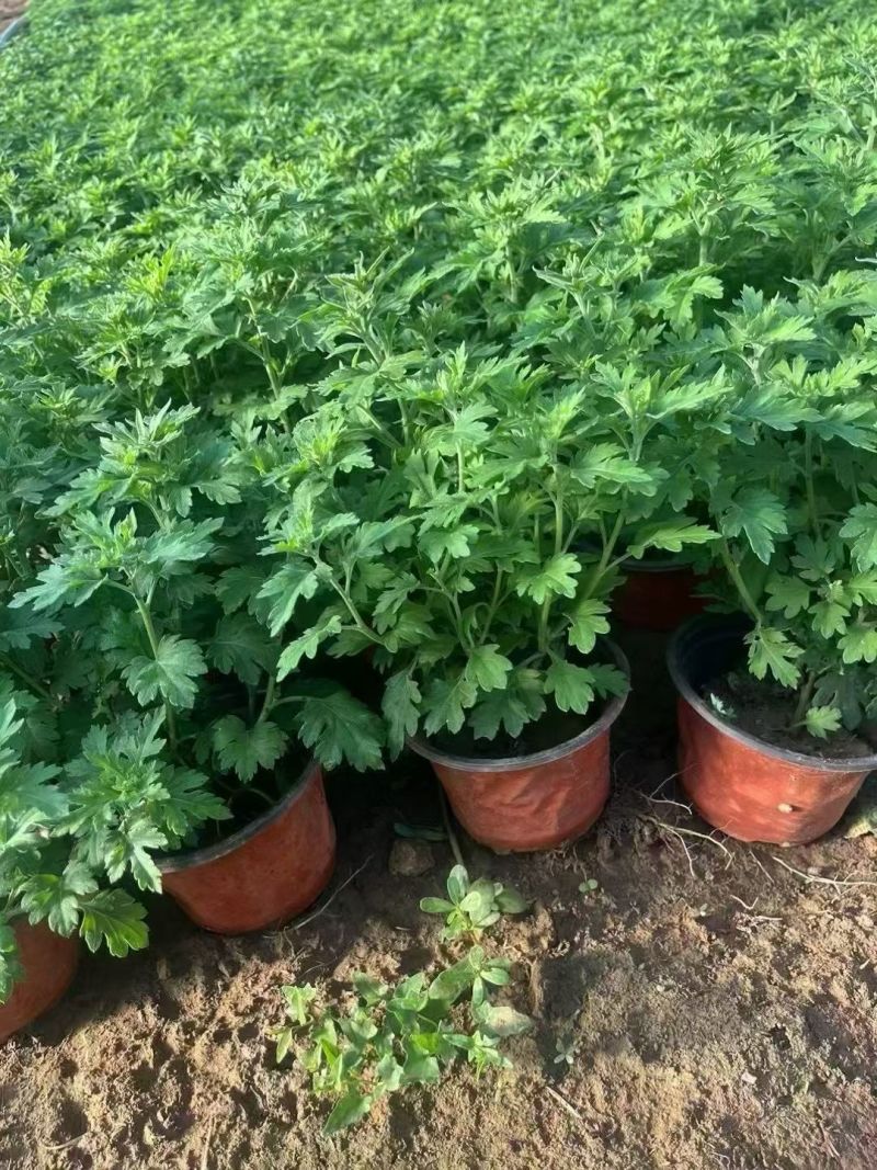 四季草花120杯国庆菊、姫小菊、蓝雪花、柳叶马鞭草
