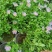 四季草花120杯国庆菊、姫小菊、蓝雪花、柳叶马鞭草