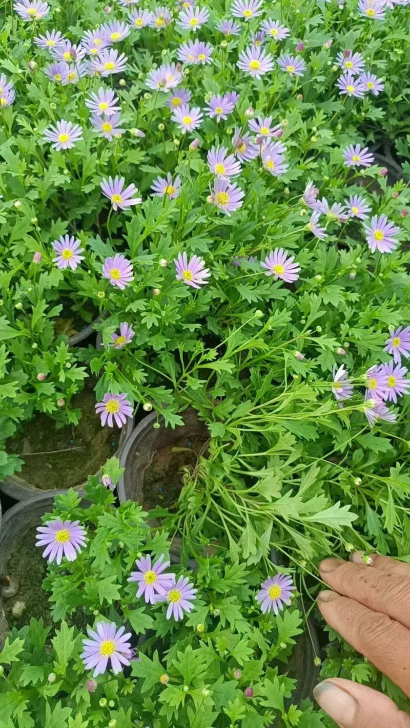 四季草花120杯国庆菊、姫小菊、蓝雪花、柳叶马鞭草