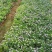 四季草花120杯国庆菊、姫小菊、蓝雪花、柳叶马鞭草