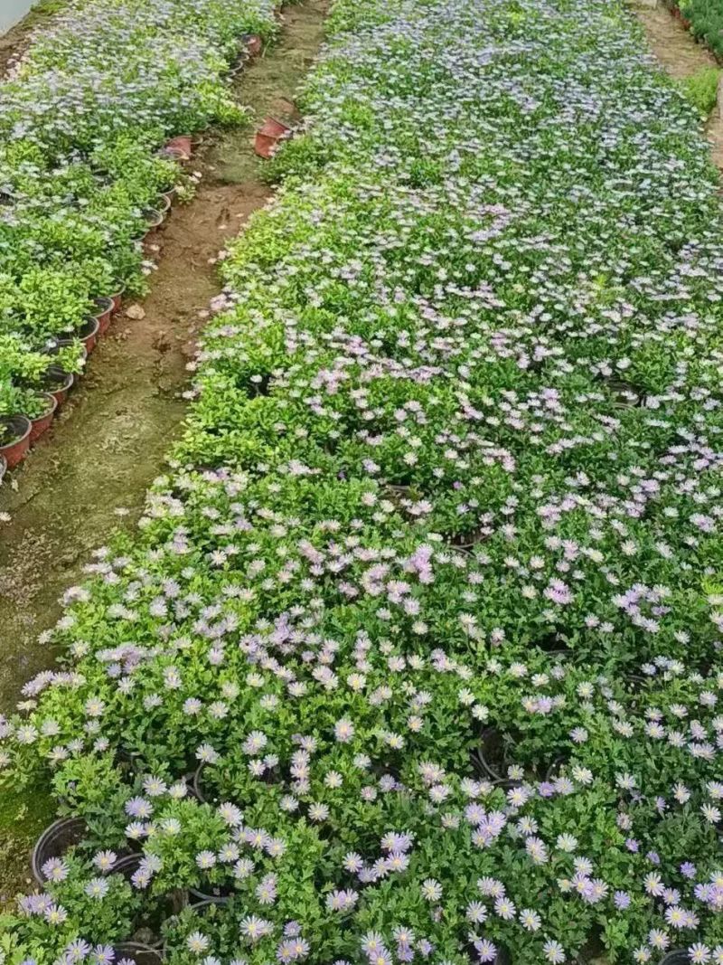 四季草花120杯国庆菊、姫小菊、蓝雪花、柳叶马鞭草