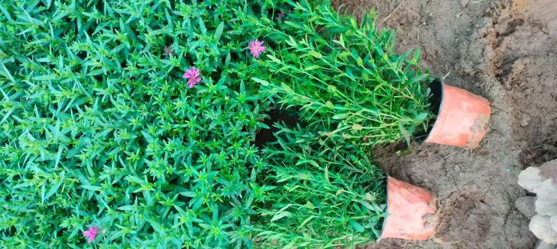 四季草花120杯国庆菊、姫小菊、蓝雪花、柳叶马鞭草
