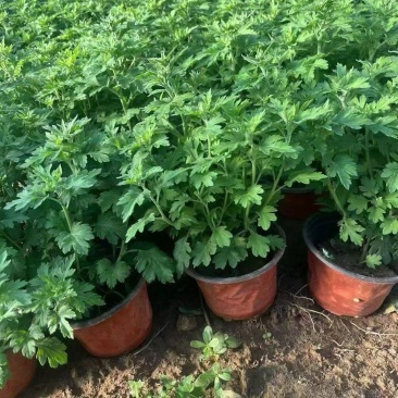 四季草花120杯国庆菊、姫小菊、蓝雪花、柳叶马鞭草