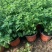四季草花120杯国庆菊、姫小菊、蓝雪花、柳叶马鞭草