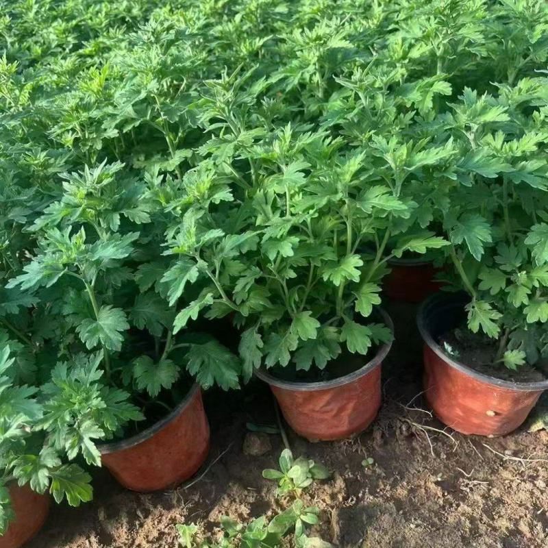 四季草花120杯国庆菊、姫小菊、蓝雪花、柳叶马鞭草