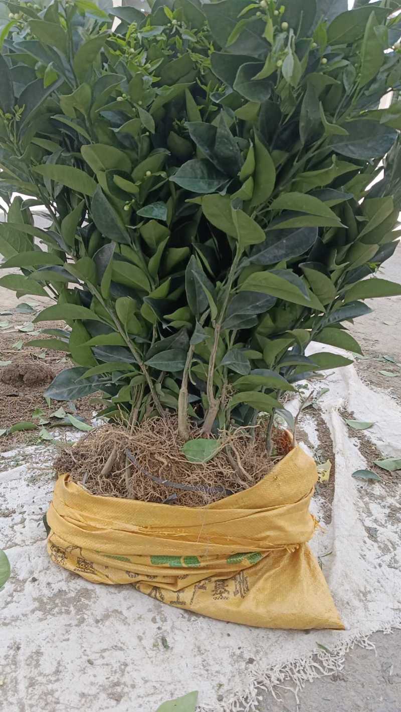 纽荷尔脐橙苗江西赣州橙子苗，品质纯正，量大从优，技术指导