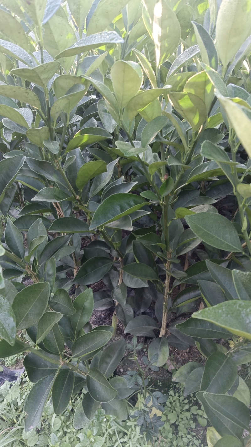 纽荷尔脐橙苗江西赣州橙子苗，品质纯正，量大从优，技术指导