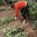 早熟脐橙苗赣州橙子苗,品种纯正,大量现货供应,技术指导