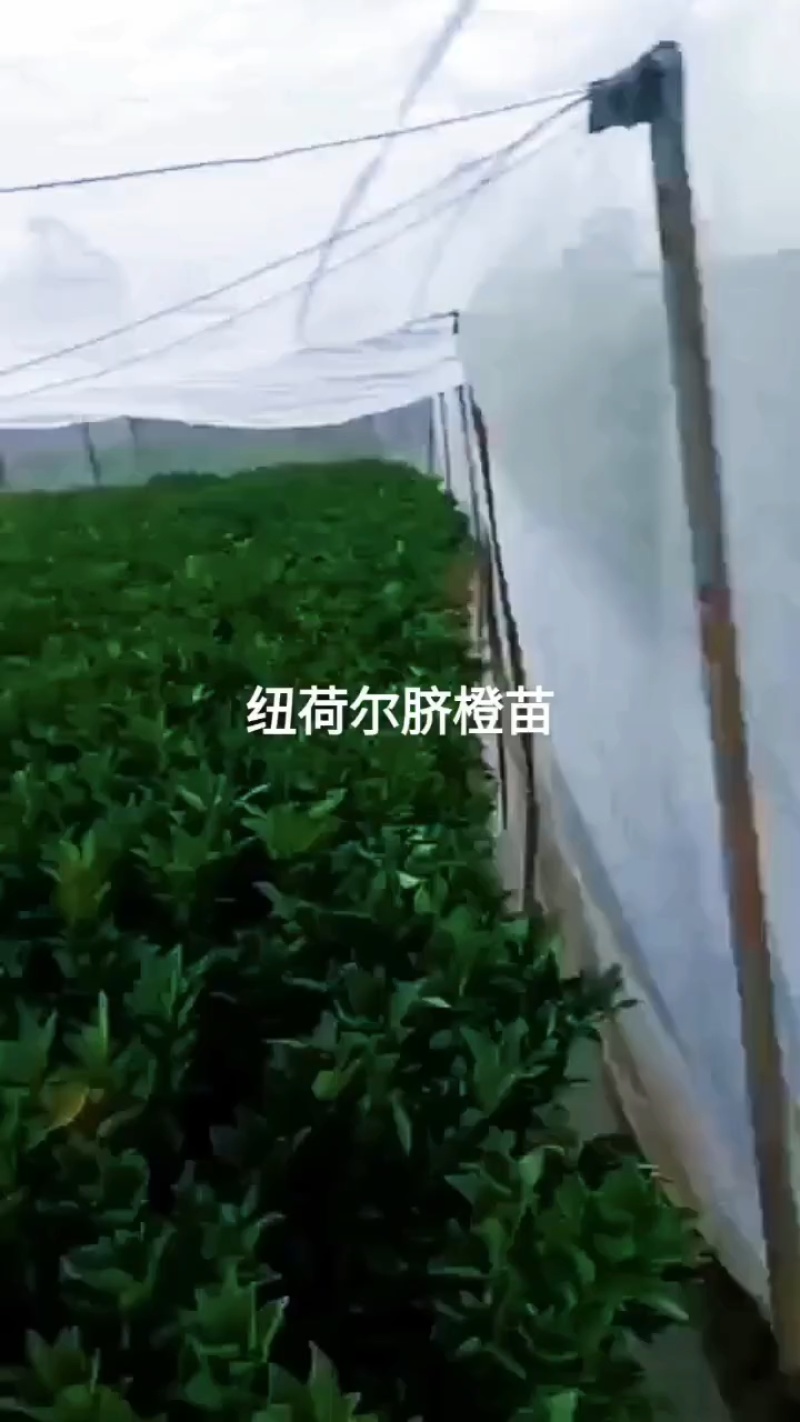 早熟脐橙苗赣州橙子苗，品种纯正，大量现货供应，技术指导
