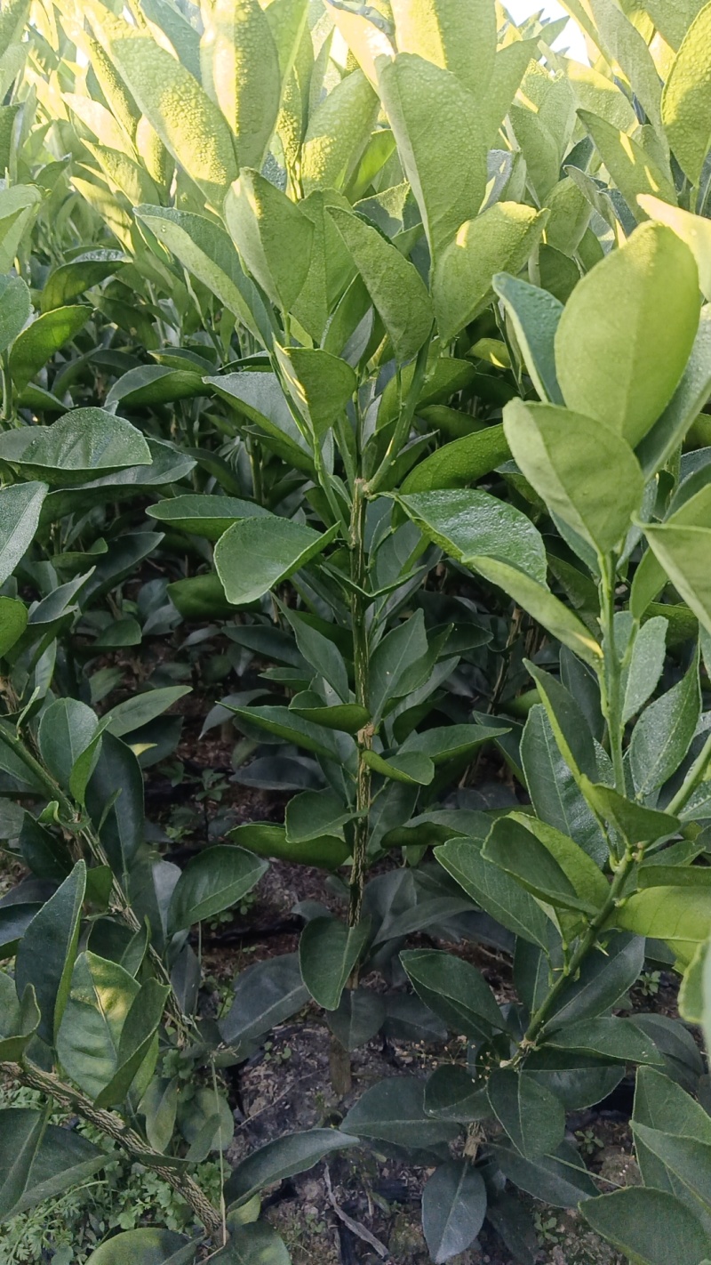 早熟脐橙苗赣州橙子苗，品种纯正，大量现货供应，技术指导