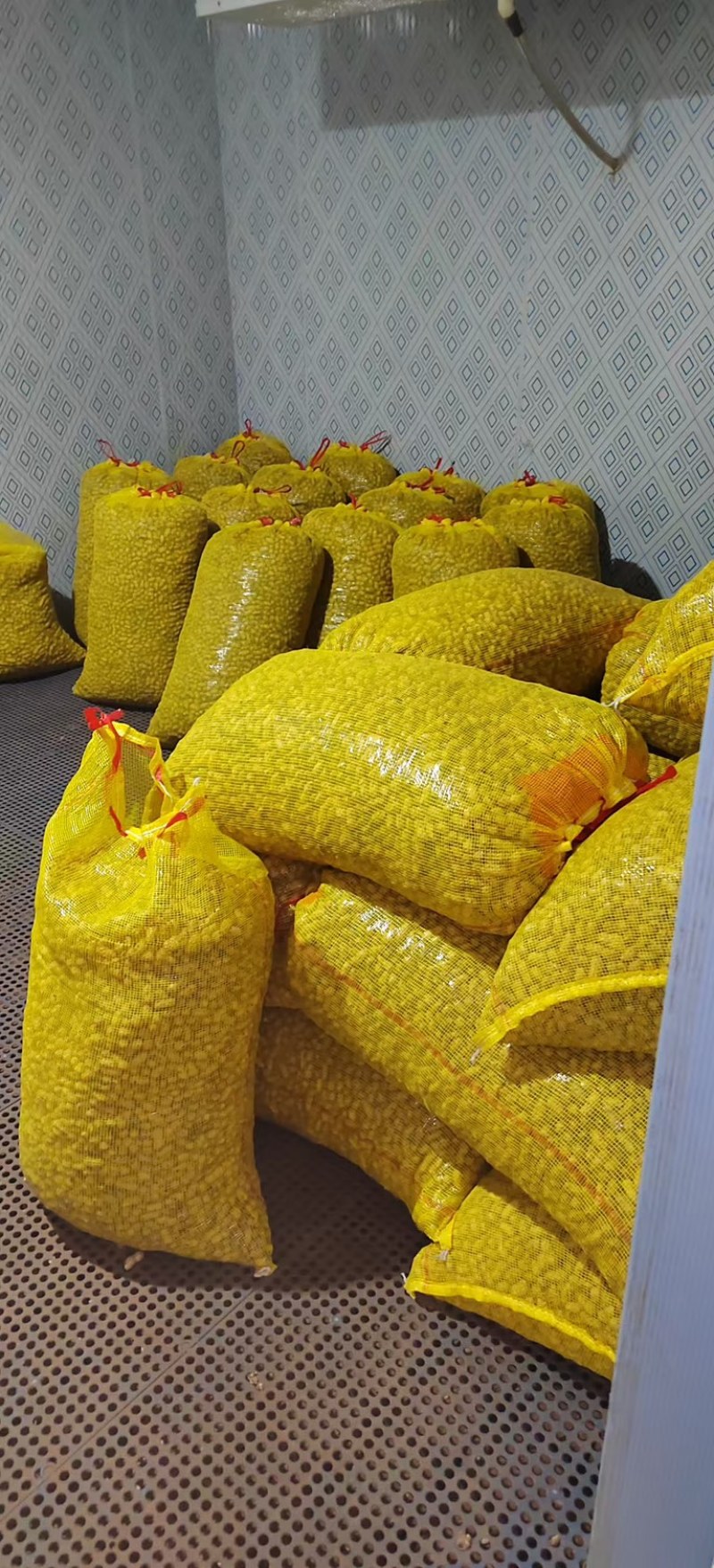 新鲜花生源头白沙系列一手货源，大量供应安徽滁州