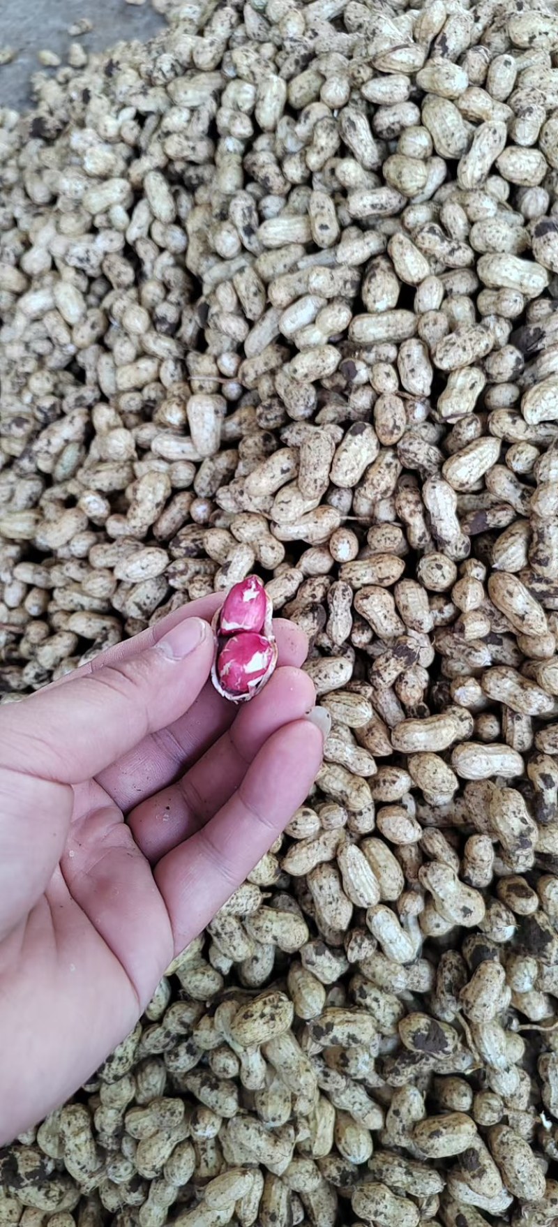 新鲜花生源头白沙系列一手货源，大量供应安徽滁州