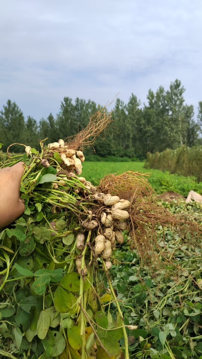 新鲜花生源头白沙系列一手货源，大量供应安徽滁州