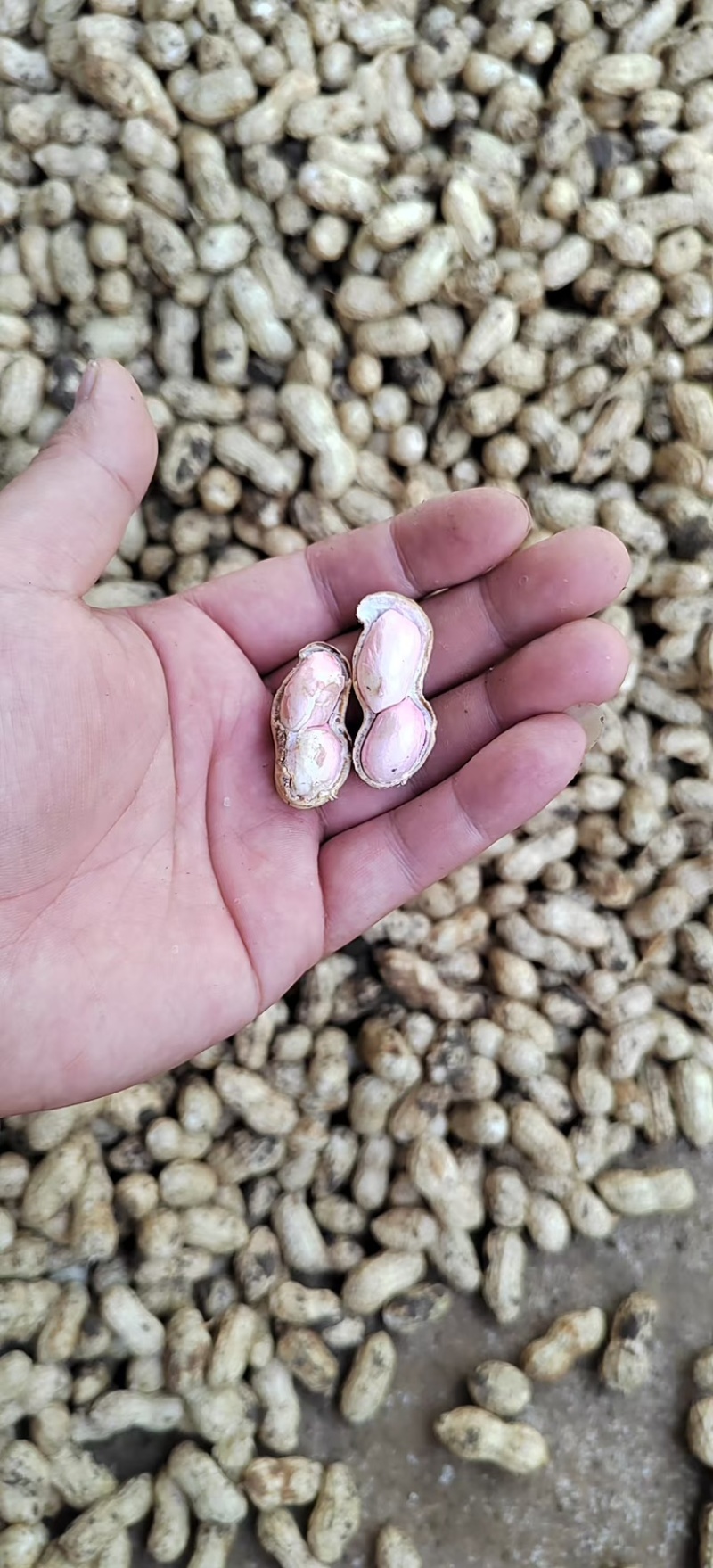 新鲜花生源头白沙系列一手货源，大量供应安徽滁州