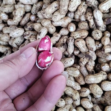 红花生鲜花生大量供供应货源充足，量大从优新鲜发货