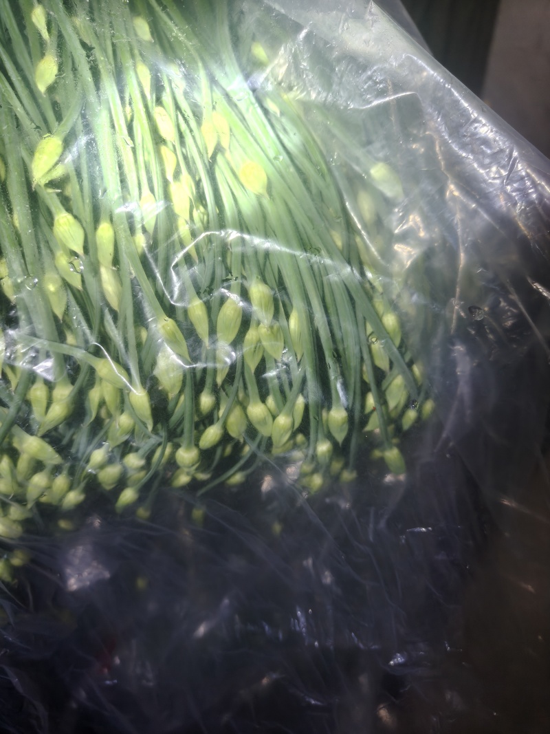 精品韭苔