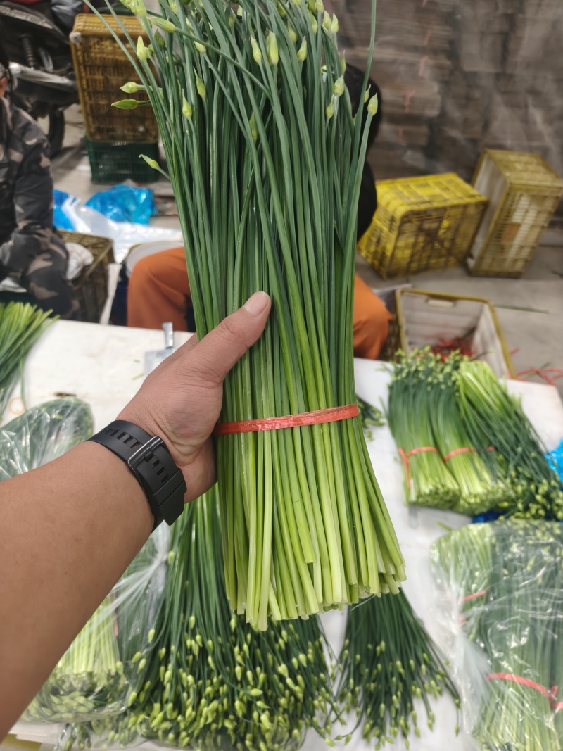精品韭苔