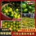 湖南蜜橘，蜜桔，普早蜜橘，特早蜜橘，金秋砂糖橘