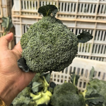 西兰花