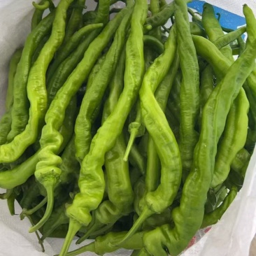 四川大凉山西昌螺丝椒原产地大量有货，有需要的老板请联系。