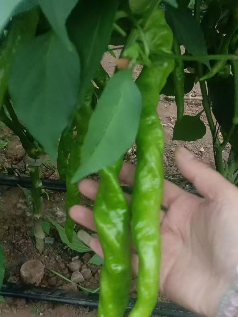 四川大凉山西昌螺丝椒原产地大量有货，有需要的老板请联系。