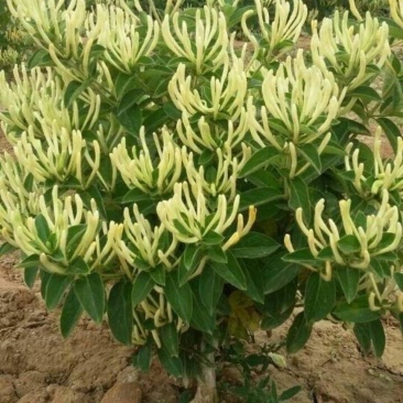 北花一号百花一号四季高产金银花苗大面积种植金银花苗