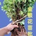 北花一号百花一号四季高产金银花苗大面积种植金银花苗