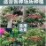 北花一号百花一号四季高产金银花苗大面积种植金银花苗