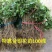 北花一号百花一号四季高产金银花苗大面积种植金银花苗