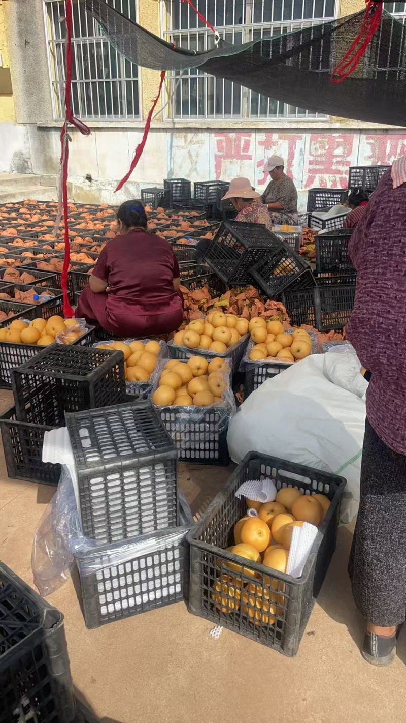 山东莱阳秋月梨秋月梨莱阳梨大量供应可视频看货欢迎来