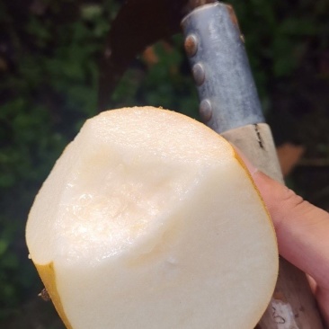 秋月梨