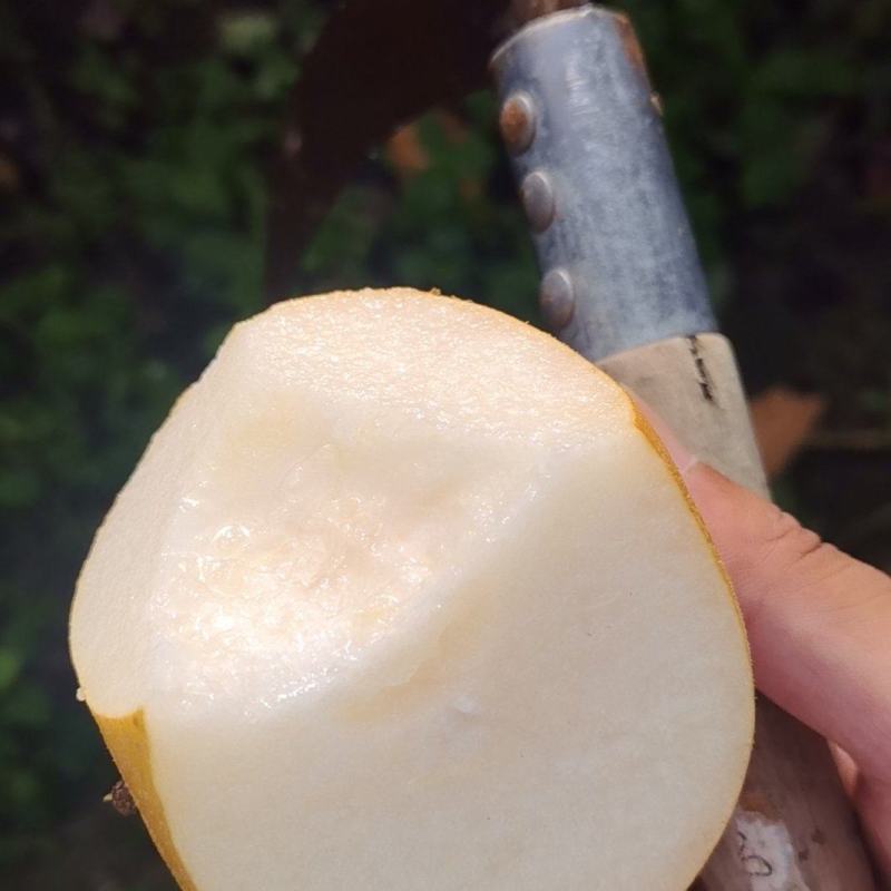 秋月梨