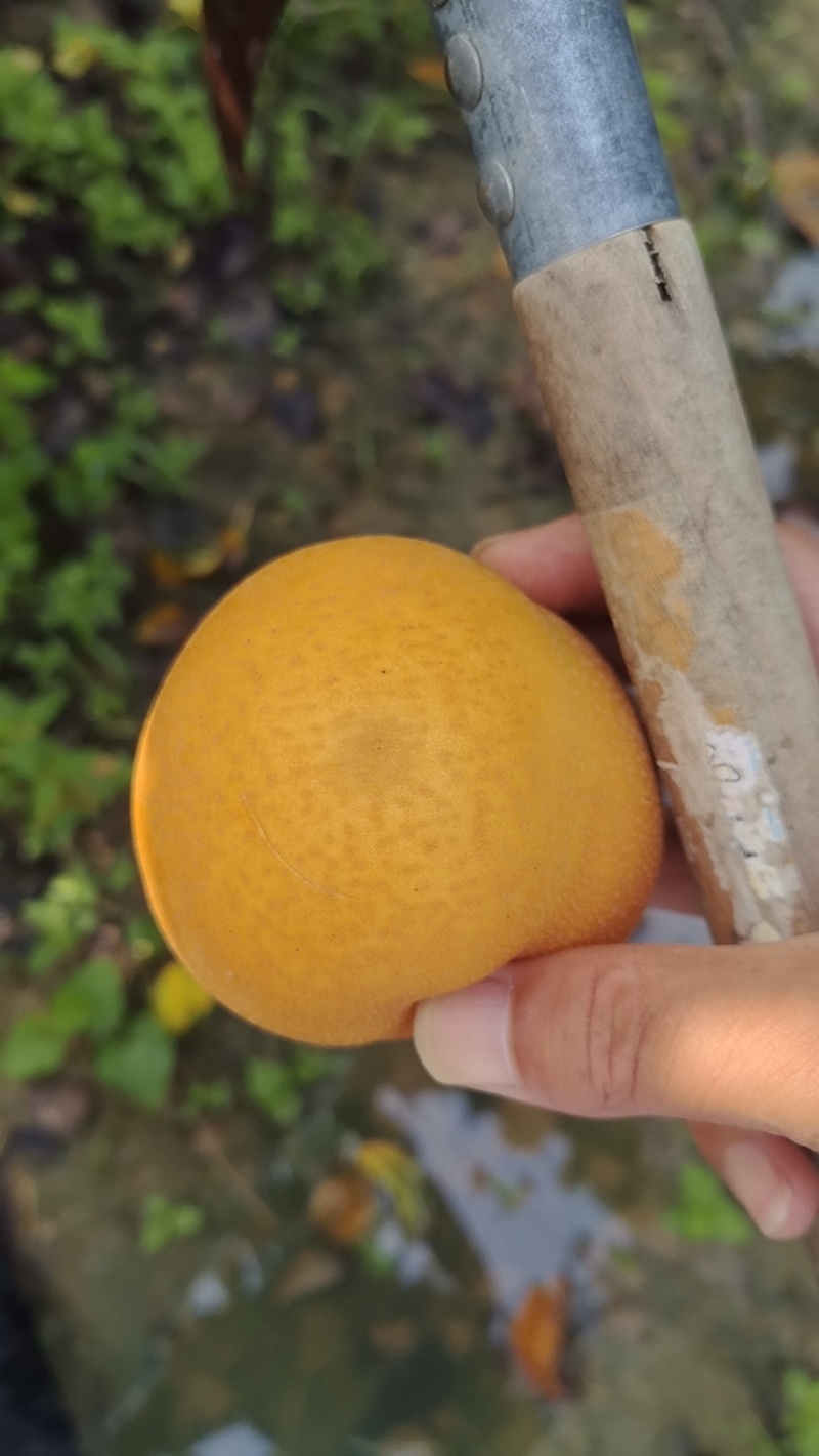 秋月梨