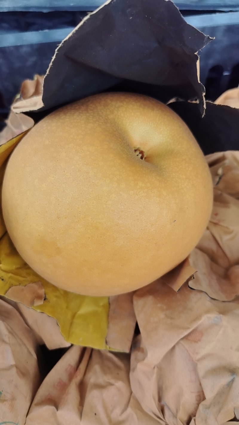 秋月梨