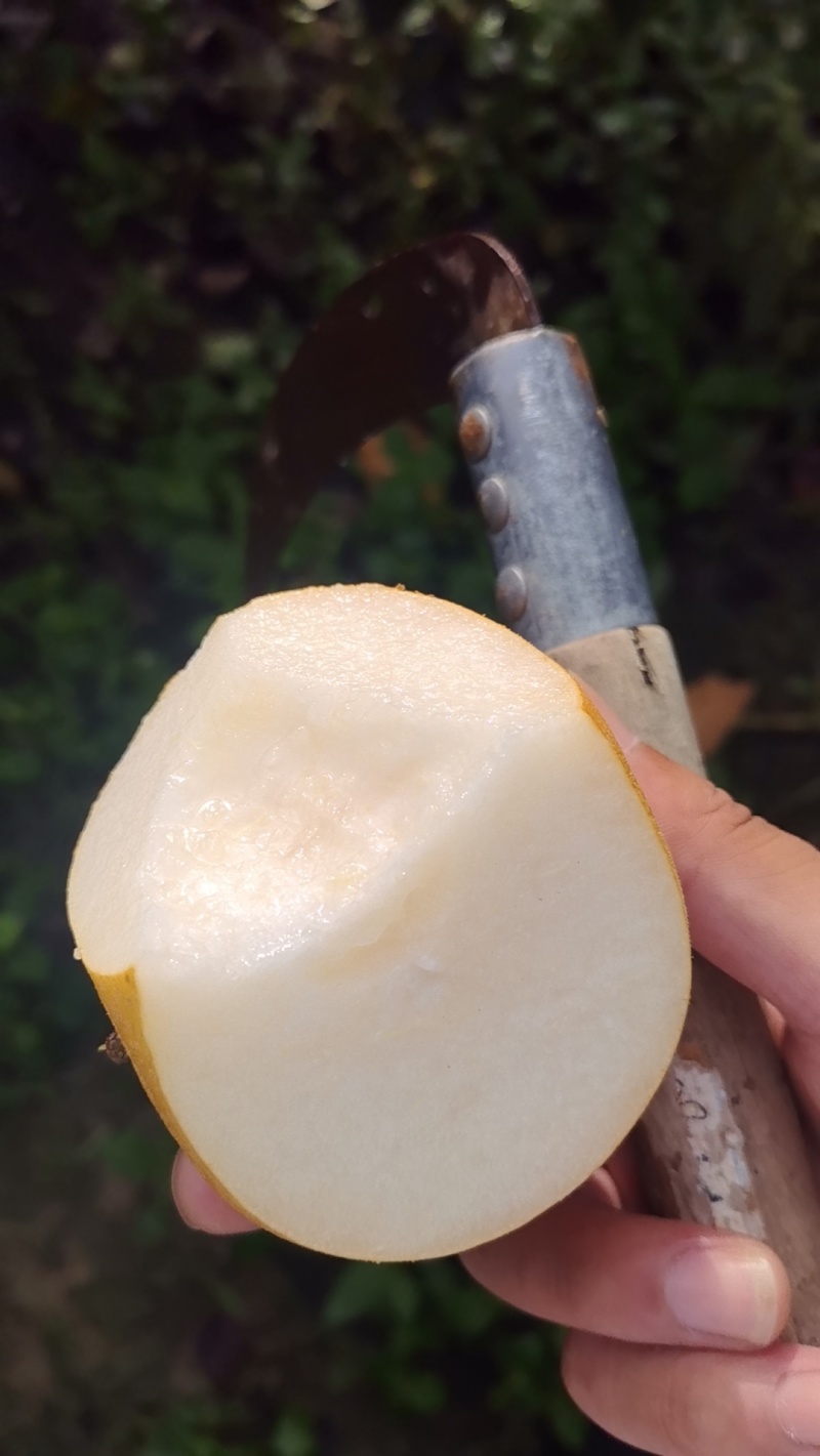 秋月梨