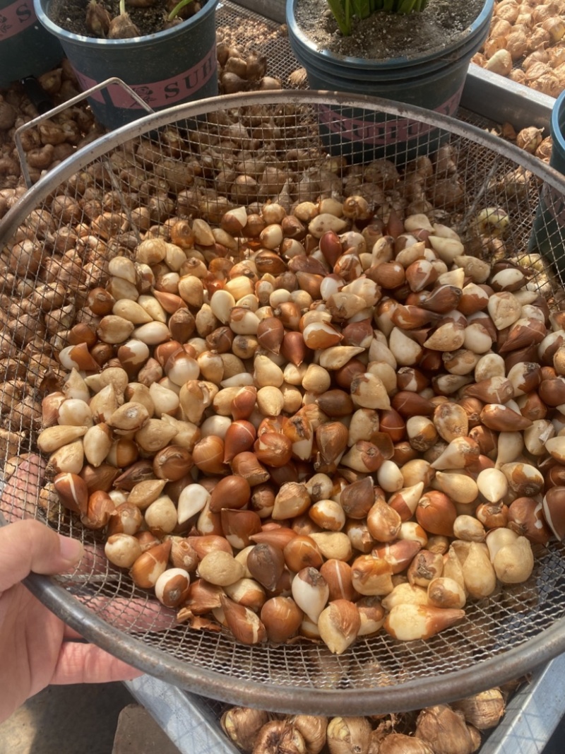 郁金香种球｜辽宁凌源基地直发，大球饱满，低价抢！