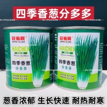 四季香葱分葱种子分多多小葱种籽易种阳台蔬菜盆栽大田分葱种