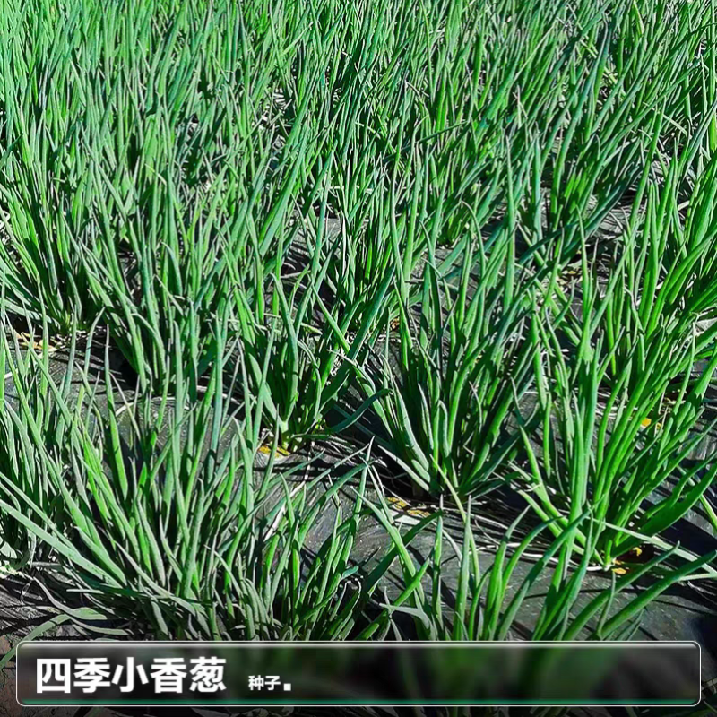 四季香葱分葱种子分多多小葱种籽易种阳台蔬菜盆栽大田分葱种