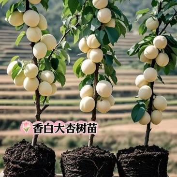 香白杏树苗，原基地直发，保证品种，保证质量，保证成活。