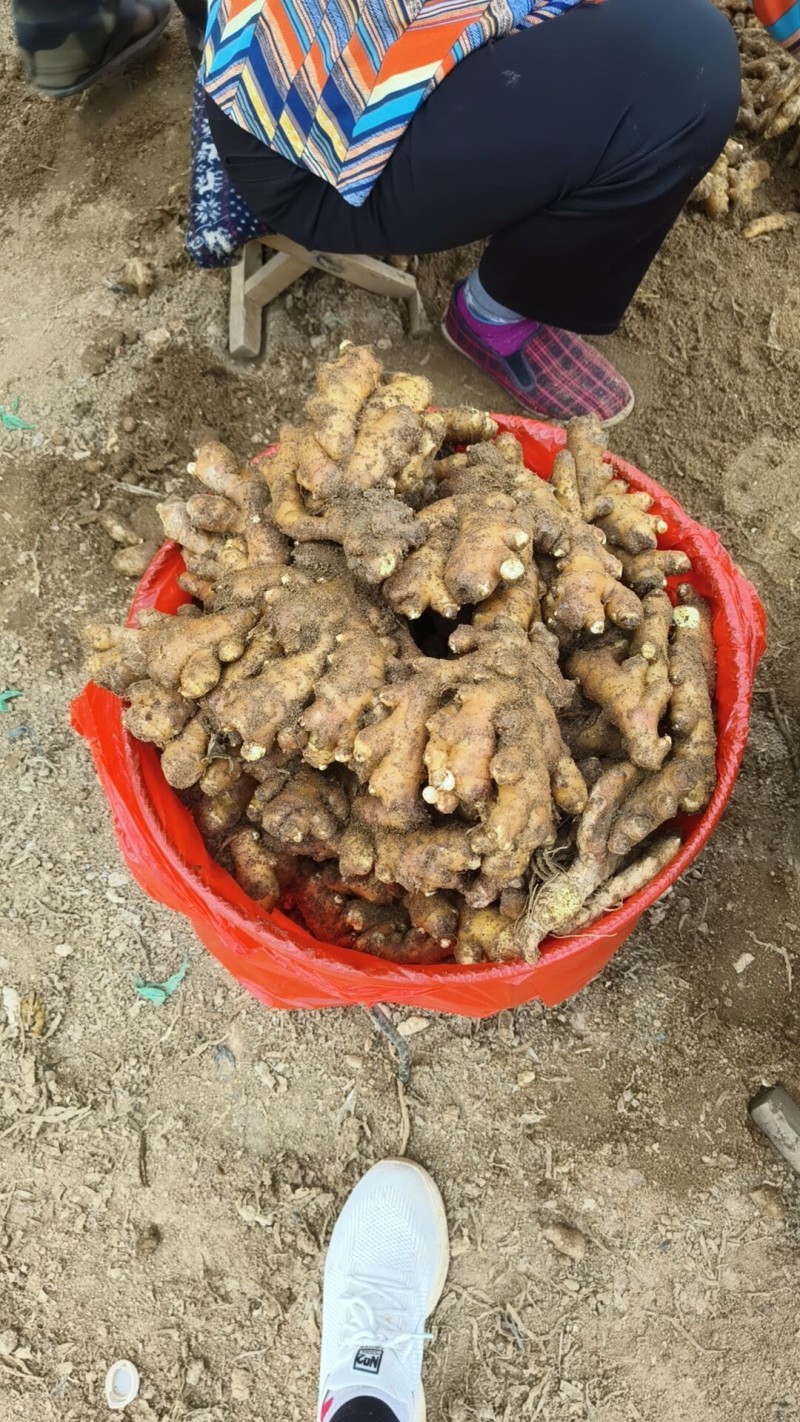 沙土地小黄姜丨产地直供丨货源稳定丨常年批发欢迎咨询洽谈