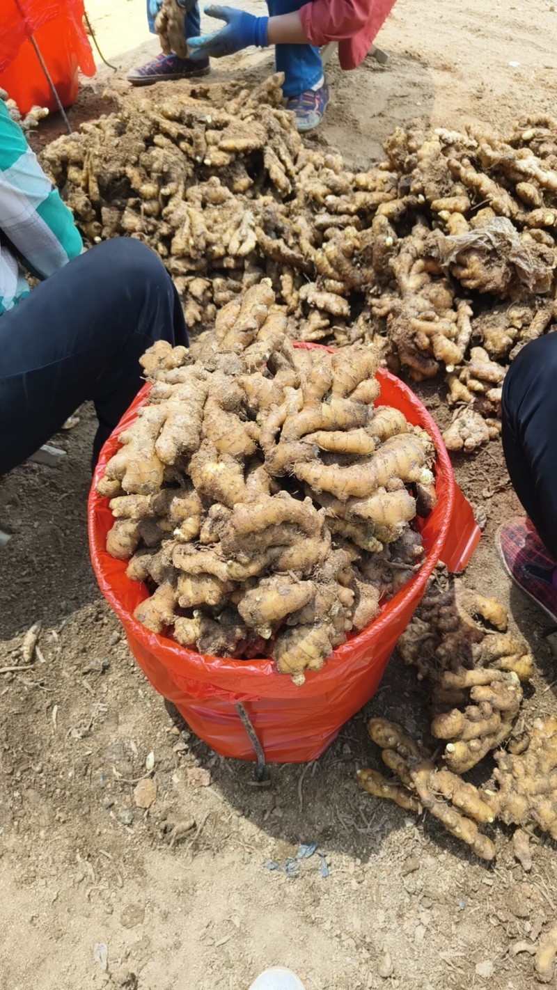 沙土地小黄姜丨产地直供丨货源稳定丨常年批发欢迎咨询洽谈