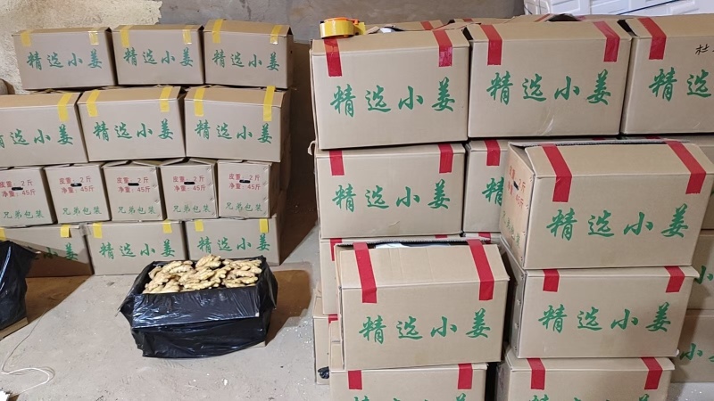 沙土地小黄姜丨产地直供丨货源稳定丨常年批发欢迎咨询洽谈