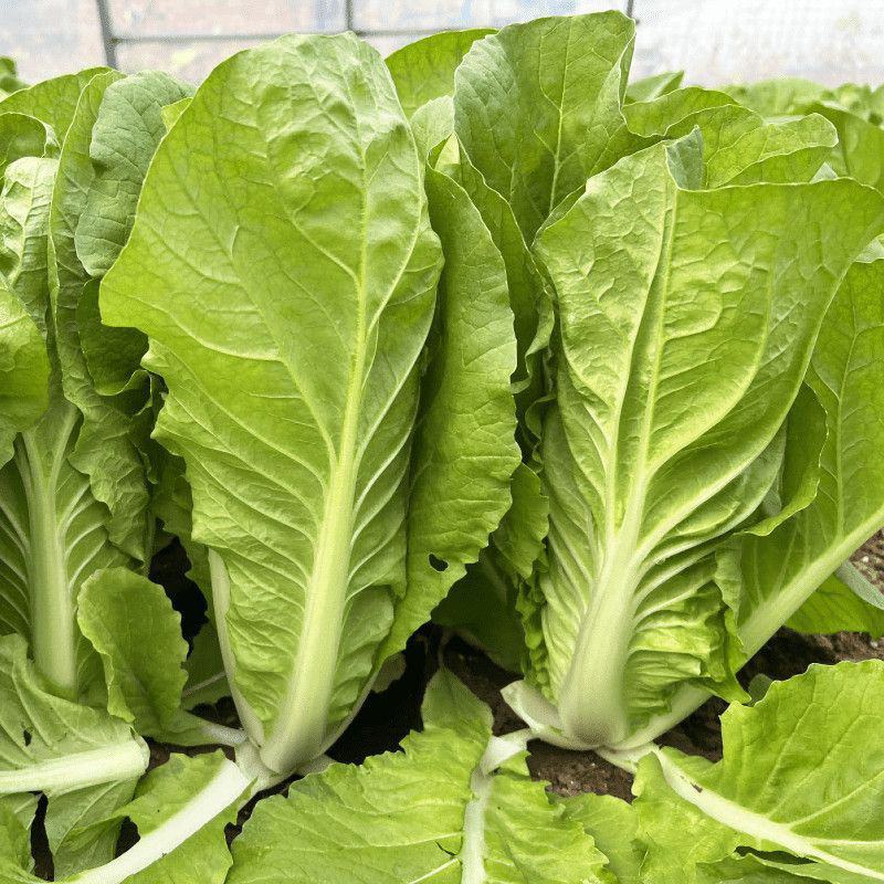 四季火娃快菜种子无毛速生小白菜种籽甜嫩苗用大白菜四季