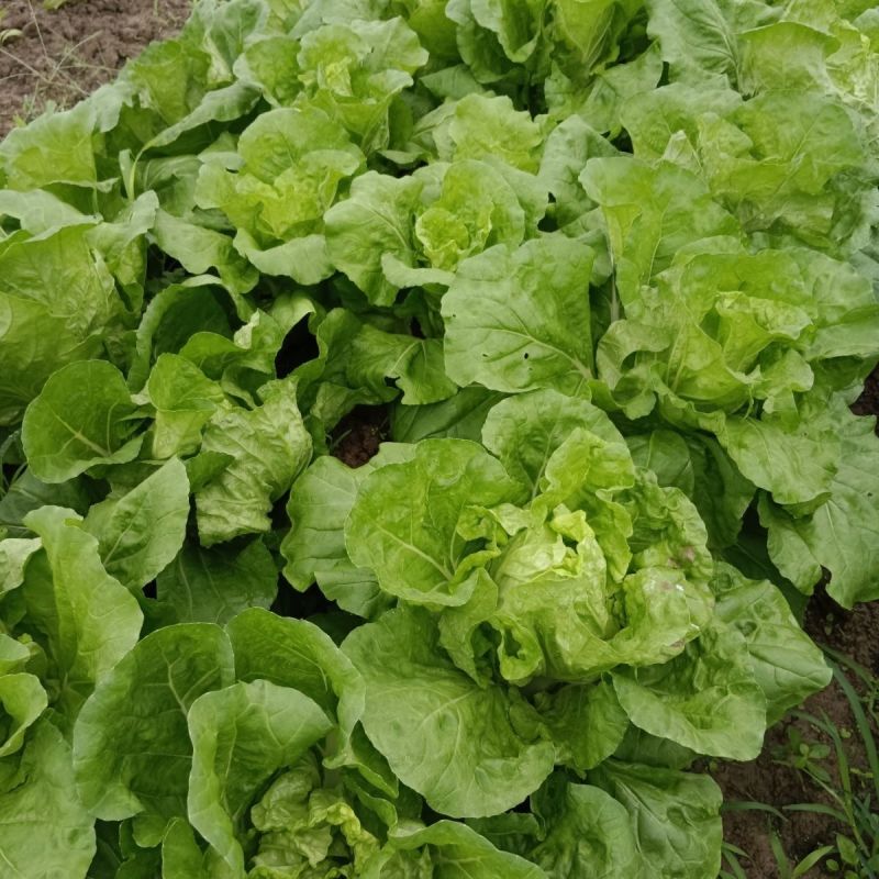 四季火娃快菜种子无毛速生小白菜种籽甜嫩苗用大白菜四季