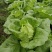 四季火娃快菜种子无毛速生小白菜种籽甜嫩苗用大白菜四季