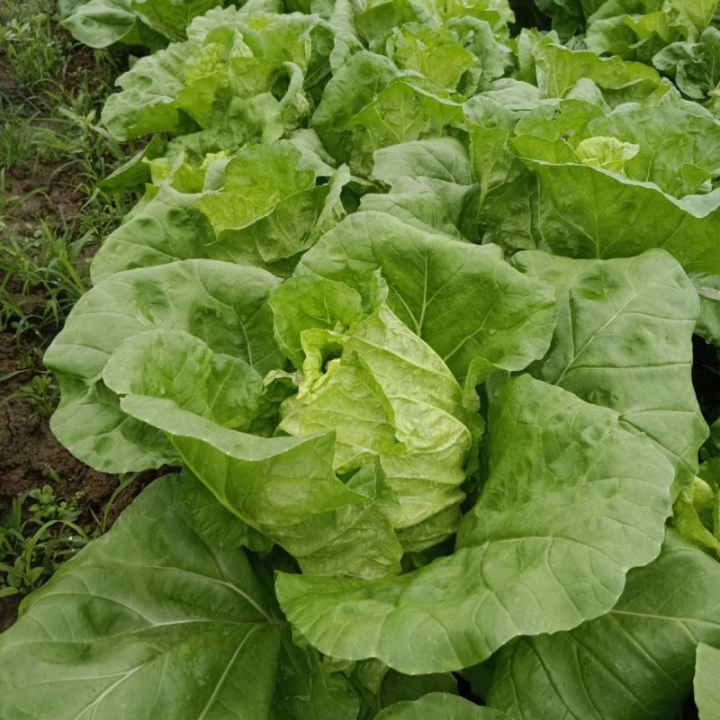 四季火娃快菜种子无毛速生小白菜种籽甜嫩苗用大白菜四季